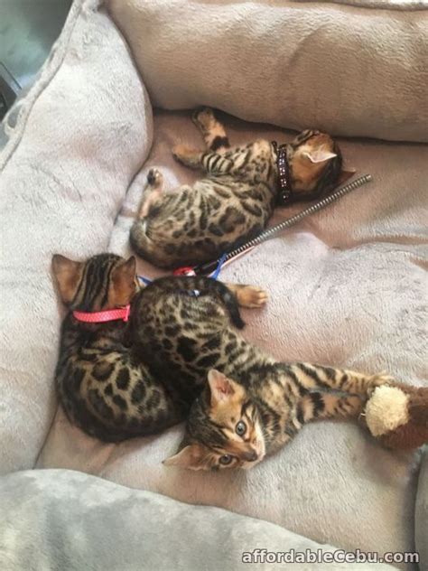 cat for sale cebu